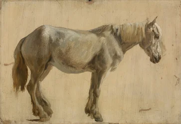 Studie af en grå hest (olie på papir)
