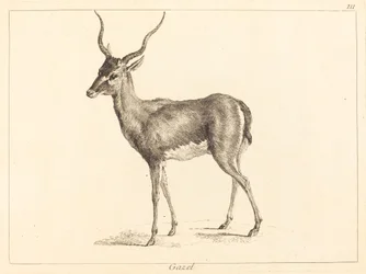 Gazelle (gazelle)