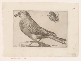 Stær (Sturnus vulgaris) Storno (titel på objekt) Fugle (serietitel)