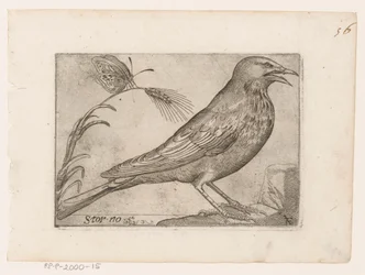 Stær (Sturnus vulgaris) Storno (titel på objekt) Fugle (serietitel)