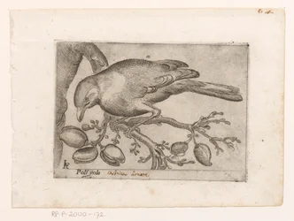 Vogel Poli gola (titel på objekt) Vogels (serietitel)