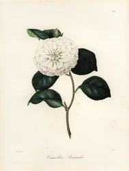 Sorten Camellia japonica, Camellia bonardii eller Camellia bonnardii