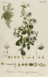 Convolvulus: Teganius f. Atropa gymnosperma fra "Rare Plants"
