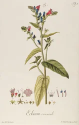 Echium: Orientale fra "Plante Icons", ca. 1763 (gravering)