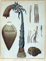Banan - i "" Rejse til Nubien og Abessinien påtaget sig for at opdage Nilens kilder i årene 1768 til 1772", af James Bruce, vol. 1, Paris