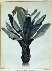 Banan - i "" Rejse til Nubien og Abessinien påtaget sig for at opdage Nilens kilder i årene 1768 til 1772", af James Bruce, vol. 1, Paris