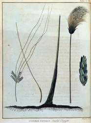 Cyperus papyrus, stamme af Egypten - i "" Rejse til Nubien og Abessinien påtaget sig for at opdage Nilens kilder i årene 1768 til 1772", af James Bruce, vol. 1, Paris