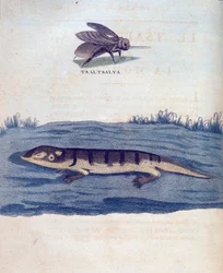 Fly og lezard - i "" Rejse i Nubien og Abessinien foretaget for at opdage Nilens kilder i årene 1768 til 1772", af James Bruce, Paris