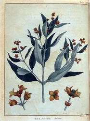 Rack, avicenne - i "" Rejse i Nubien og Abessinien foretaget for at opdage Nilens kilder i årene 1768 til 1772", af James Bruce, vol. 1, Paris