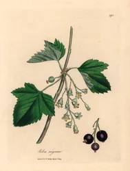 Solbærtræ, Ribes nigrum, fra en botanisk illustration af James Sowerby fra William Woodville og Sir William Jackson Hookers "Medical Botany" 1832 (håndfarvet kobberstik)