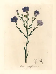 Blåblomstret hør, Linum usitatissimum, fra en botanisk illustration af James Sowerby fra William Woodville og Sir William Jackson Hookers "Medical Botany" 1832 (håndfarvet kobberstik)