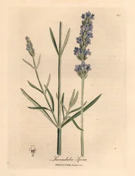 Blåblomstret lavendel, Lavandula spica, fra en botanisk illustration af James Sowerby fra William Woodville og Sir William Jackson Hookers "Medical Botany" 1832 (håndfarvet kobberstik)