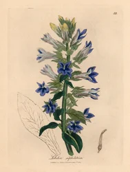 Blåblomstret lobelia eller kardinalblomst, Lobelia siphilitica, fra en botanisk illustration af James Sowerby fra William Woodville og Sir William Jackson Hookers "Medical Botany" 1832 (håndfarvet kobberstik)