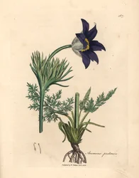 Blåblomstret enganemone eller pasqueblomst, Anemone pratensis, fra en botanisk illustration af James Sowerby fra William Woodville og Sir William Jackson Hookers "Medical Botany" 1832 (håndfarvet kobberstik)