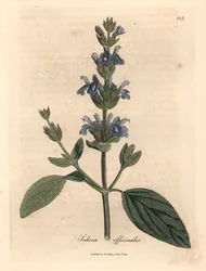Blåblomstret salvie, Salvia officinalis, fra en botanisk illustration af James Sowerby fra William Woodville og Sir William Jackson Hookers "Medical Botany" 1832 (håndfarvet kobberstik)