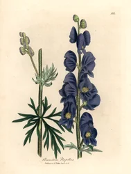 Blåblomstret ulvebane eller munkehætte, Aconitum napellus, fra en botanisk illustration af James Sowerby fra William Woodville og Sir William Jackson Hookers "Medical Botany" 1832 (håndfarvet kobberstik)