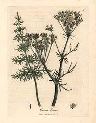 Almindelig kommen, Carum carui, fra en botanisk illustration af James Sowerby fra William Woodville og Sir William Jackson Hookers "Medical Botany" 1832 (håndfarvet kobberstik)