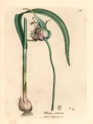 Almindelig dyrket hvidløg, Allium sativum, fra en botanisk illustration af James Sowerby fra William Woodville og Sir William Jackson Hookers "Medical Botany" 1832 (håndfarvet kobberstik)