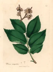 Almindelig elmetræ, Ulmus campestris, fra en botanisk illustration af James Sowerby fra William Woodville og Sir William Jackson Hookers "Medical Botany" 1832 (håndfarvet kobberstik)