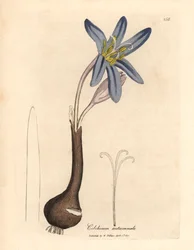 Almindelig eng safran, Colchicum autumnale, fra en botanisk illustration af James Sowerby fra William Woodville og Sir William Jackson Hookers "Medical Botany" 1832 (håndfarvet kobberstik)