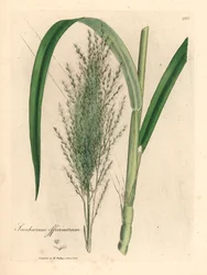 Almindelig sukkerrør, Saccharum officinarum, fra en botanisk illustration af James Sowerby fra William Woodville og Sir William Jackson Hookers "Medical Botany" 1832 (håndfarvet kobberstik)