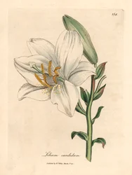 Almindelig hvid lilje, Lilium candidum, fra en botanisk illustration af James Sowerby fra William Woodville og Sir William Jackson Hookers "Medical Botany" 1832 (håndfarvet kobberstik)
