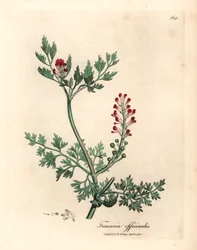Crimson blomstret fumitory, Fumaria officinalis, fra en botanisk illustration af James Sowerby fra William Woodville og Sir William Jackson Hookers "Medical Botany" 1832 (håndfarvet kobberstik)