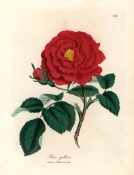Crimson officinal rose, Rosa gallica, fra en botanisk illustration af James Sowerby fra William Woodville og Sir William Jackson Hookers "Medical Botany" 1832 (håndfarvet kobberstik)