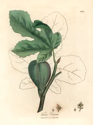 Grøn figen, frugt, blade, bladkontur, Ficus carica, fra en botanisk illustration af James Sowerby fra William Woodville og Sir William Jackson Hookers "Medical Botany" 1832 (håndfarvet kobberstik)