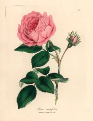 Stor lyserød hundredebladet rose, Rosa centifolia, fra en botanisk illustration af James Sowerby fra William Woodville og Sir William Jackson Hookers "Medical Botany" 1832 (håndfarvet kobberstik)