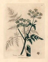 Blade og blomster af hemlock, Conium maculatum, fra en botanisk illustration af James Sowerby fra William Woodville og Sir William Jackson Hookers "Medical Botany" 1832 (håndfarvet kobberstik)