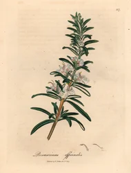 Lyseblå blomstret rosmarin, Rosmarinus officinalis, fra en botanisk illustration af James Sowerby fra William Woodville og Sir William Jackson Hookers "Medical Botany" 1832 (håndfarvet kobberstik)