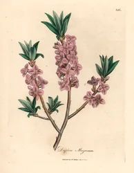 Pink-blomstret mezereon, Daphne mezereum, fra en botanisk illustration af James Sowerby fra William Woodville og Sir William Jackson Hookers "Medical Botany" 1832 (håndfarvet kobberstik)