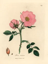 Pink hunderose med hyben, Rosa canina, fra en botanisk illustration af James Sowerby fra William Woodville og Sir William Jackson Hookers "Medical Botany" 1832 (håndfarvet kobberstik)