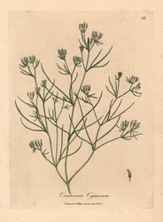 Lyserød blomstret spidskommen, Cuminum cyminum, fra en botanisk illustration af James Sowerby fra William Woodville og Sir William Jackson Hookers "Medical Botany" 1832 (håndfarvet kobberstik)