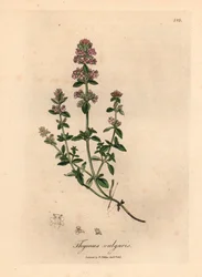 Lyserød blomstret havetimian, Thymus vulgaris, fra en botanisk illustration af James Sowerby fra William Woodville og Sir William Jackson Hookers "Medical Botany" 1832 (håndfarvet kobberstik)