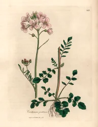 Pink blomstret dame kittel eller gøgeblomst, Cardamine pratensis, fra en botanisk illustration af James Sowerby fra William Woodville og Sir William Jackson Hookers "Medical Botany" 1832 (håndfarvet kobberstik)