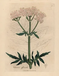 Pink blomstret baldrian, Valeriana officinalis, fra en botanisk illustration af James Sowerby fra William Woodville og Sir William Jackson Hookers "Medical Botany" 1832 (håndfarvet kobberstik)