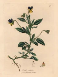 Lilla og gul stedmoderblomst, Viola tricolor, fra en botanisk illustration af James Sowerby fra William Woodville og Sir William Jackson Hookers "Medical Botany" 1832 (håndfarvet kobberstik)