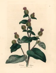 Lilla blomstret burre, Arctium lappa, fra en botanisk illustration af James Sowerby fra William Woodville og Sir William Jackson Hookers "Medical Botany" 1832 (håndfarvet kobberstik)