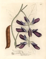 Lilla blomstrede kohval dolichos, Dolichos pruriens, fra en botanisk illustration af James Sowerby fra William Woodville og Sir William Jackson Hookers "Medical Botany" 1832 (håndfarvet kobberstik)