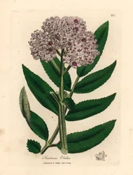 Lillablomstret dværghyldetræ, Sambucus ebulus, fra en botanisk illustration af James Sowerby fra William Woodville og Sir William Jackson Hookers "Medical Botany" 1832 (håndfarvet kobberstik)