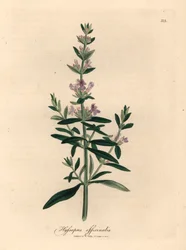Lilla blomstret isop, Hyssopus officinalis, fra en botanisk illustration af James Sowerby fra William Woodville og Sir William Jackson Hookers "Medical Botany" 1832 (håndfarvet kobberstik)