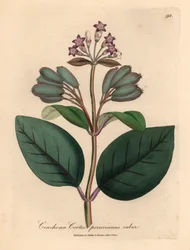 Lillablomstret rødt peruviansk barktræ, Cinchona cortex peruvianus ruber, fra en botanisk illustration af James Sowerby fra William Woodville og Sir William Jackson Hookers "Medical Botany" 1832 (håndfarvet kobberstik)