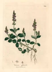 Lilla blomstret veronica, Veronica officinalis, fra en botanisk illustration af James Sowerby fra William Woodville og Sir William Jackson Hookers "Medical Botany" 1832 (håndfarvet kobberstik)