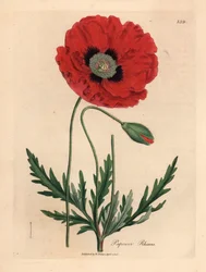 Rød- eller majsvalmue, Papaver rhoeas, fra en botanisk illustration af James Sowerby fra William Woodville og Sir William Jackson Hookers "Medical Botany" 1832 (håndfarvet kobberstik)