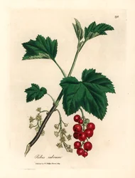 Ribstræ, Ribes rubrum, fra en botanisk illustration af James Sowerby fra William Woodville og Sir William Jackson Hookers "Medical Botany" 1832 (håndfarvet kobberstik)