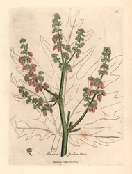 Rubarb blomster og stilk, bladomrids, Rheum palmatum, fra en botanisk illustration af James Sowerby fra William Woodville og Sir William Jackson Hookers "Medical Botany" 1832 (håndfarvet kobberstik)