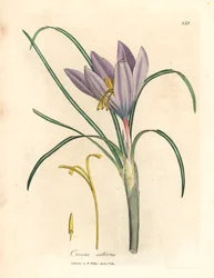 Saffronkrokus, Crocus sativus, fra en botanisk illustration af James Sowerby fra William Woodville og Sir William Jackson Hookers "Medical Botany" 1832 (håndfarvet kobberstik)