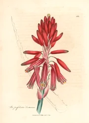 Socotorine aloe, Aloe perfoliata socotorina, fra en botanisk illustration af James Sowerby fra William Woodville og Sir William Jackson Hookers "Medical Botany" 1832 (håndfarvet kobberstik)